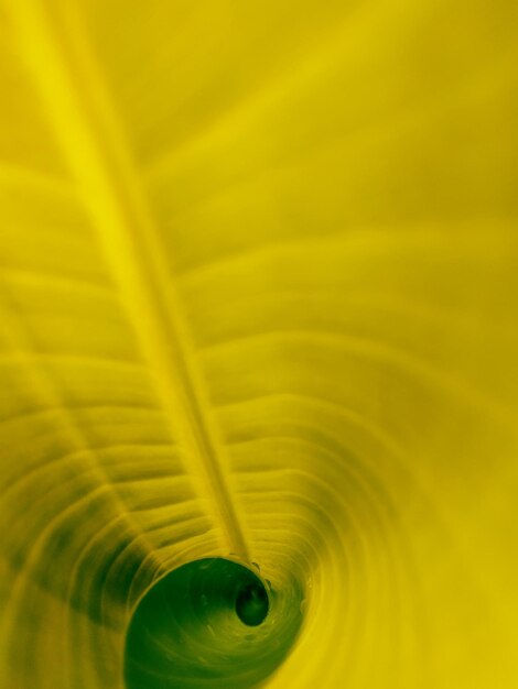 Full frame shot of yellow leaf