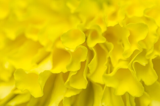 Full frame shot of yellow leaf