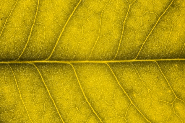 Photo full frame shot of yellow leaf