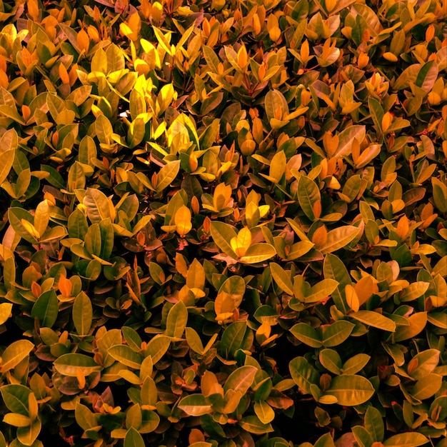 Photo full frame shot of yellow leaves on field