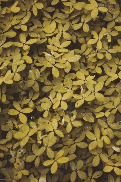 Photo full frame shot of yellow leaves floating on plant