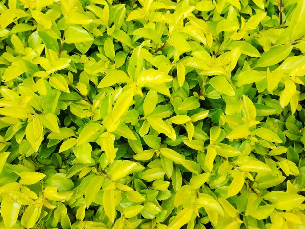 Photo full frame shot of yellow leaves