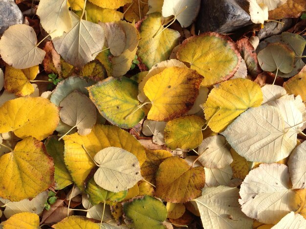 Full frame shot of yellow leaves