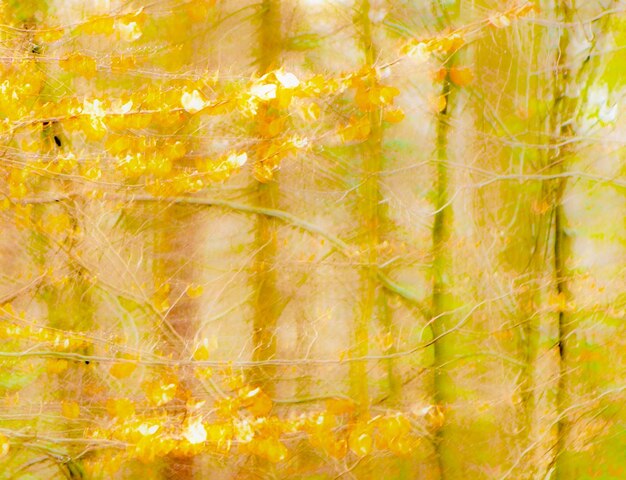 Full frame shot of yellow leaves