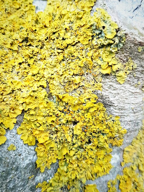 Full frame shot of yellow leaves