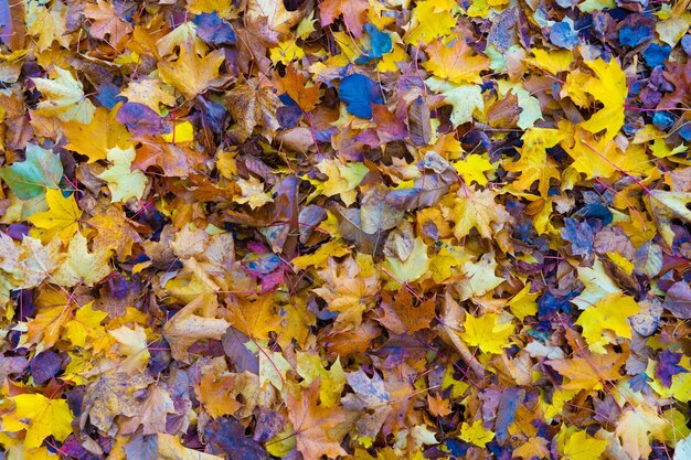 Full frame shot of yellow maple leaves