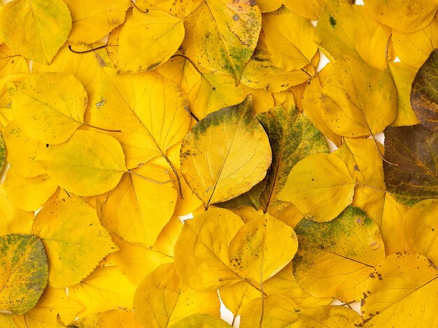 Photo full frame shot of yellow maple leaves