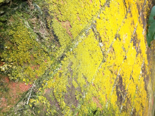 Full frame shot of yellow moss on land