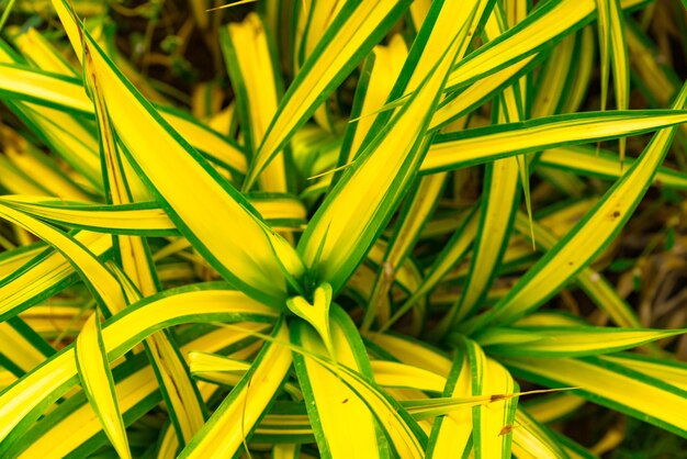 Full frame shot of yellow plants