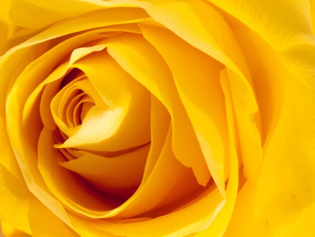 Full frame shot of yellow rose