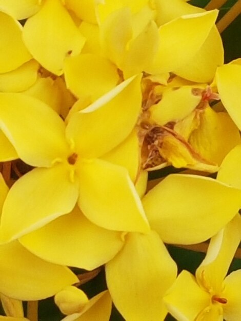 Full frame shot of yellow rose