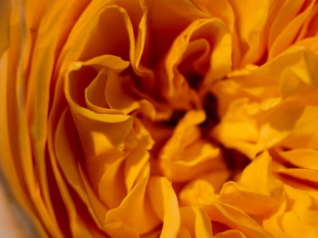 Full frame shot of yellow rose