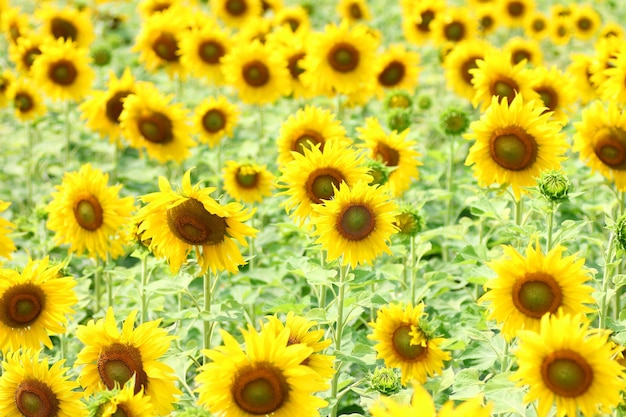 Full frame shot of yellow sunflowers