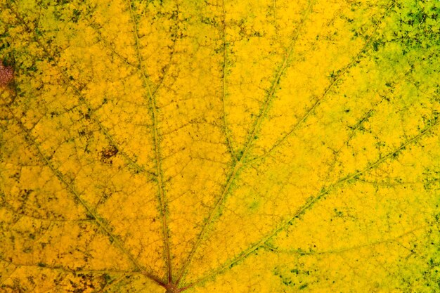 Photo full frame shot of yellow tree