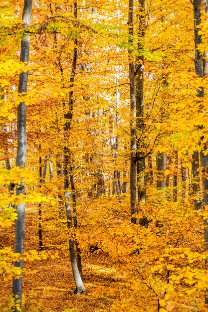 Full frame shot of yellow wall