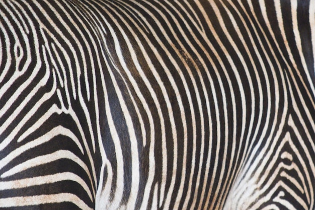 Foto fotografia completa di una zebra