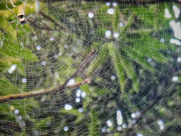 Foto il telaio è pieno di rete di ragno.