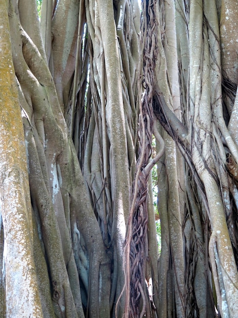 Photo full frame of tree trunk