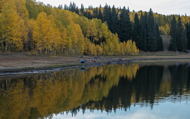 Full frame view of aspen and pine trees in autumn colors with a photographer enjoying the calm view