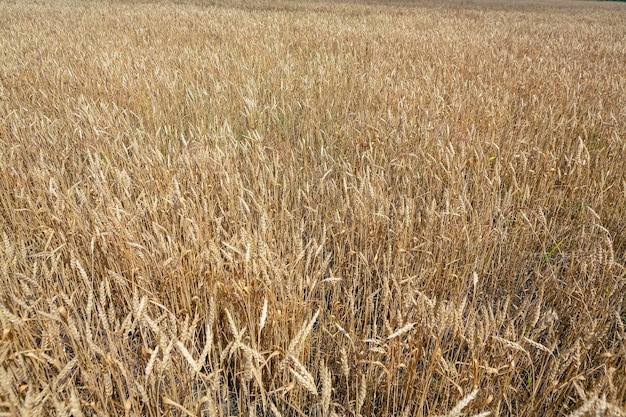 Full frame of wheat field as background...