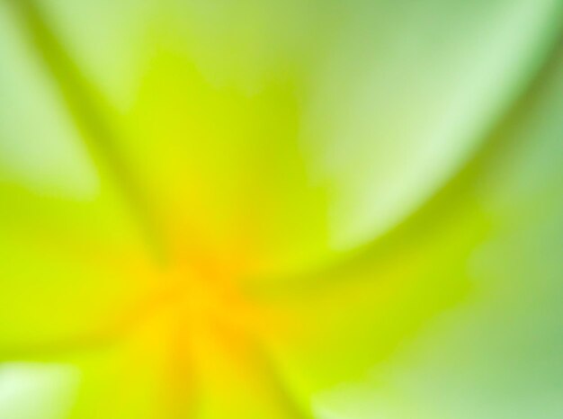 Full frame of yellow flower