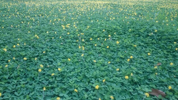 Full frame of yellow flowers growing on field