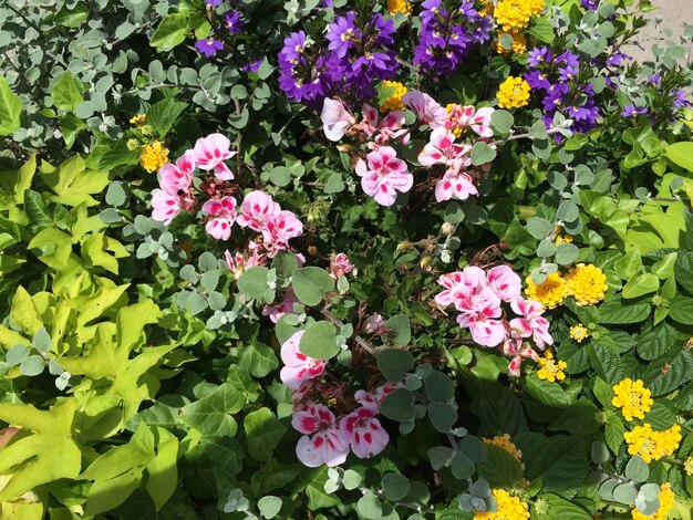 Full frame of yellow flowers