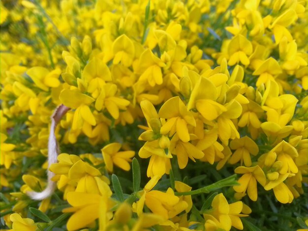 Full frame of yellow flowers