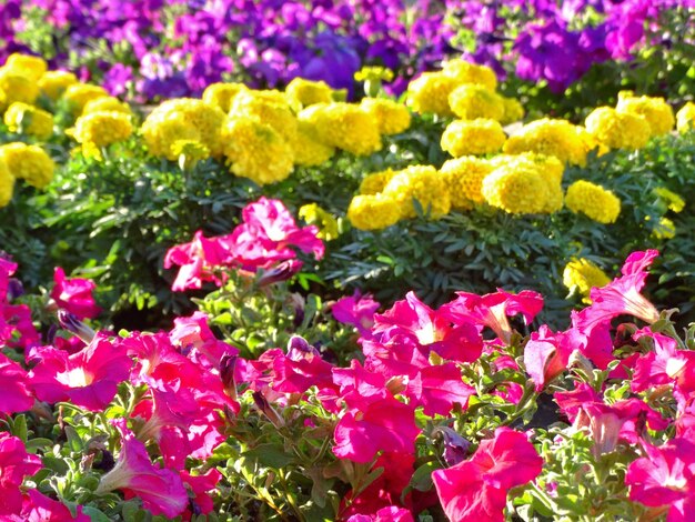 Full frame of yellow flowers