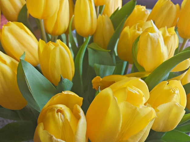 Foto piena di fiori di tulipano giallo