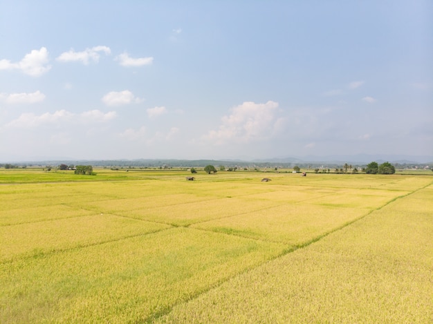 Full grown rice field ready to harvest