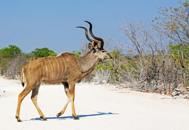 Foto lunghezza piena di antilope che cammina sulla strada polverosa