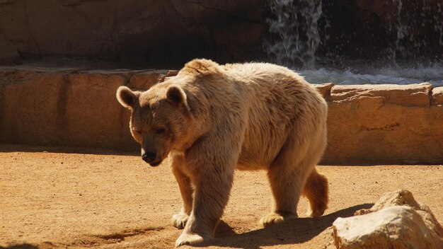 Foto lunghezza intera di orso che cammina nello zoo