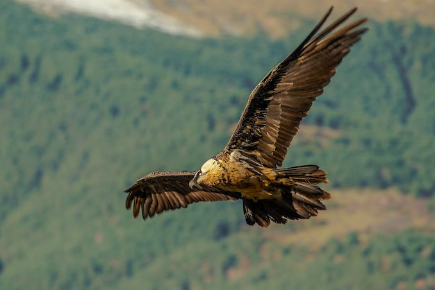 Foto lunghezza completa dell'uccello che vola sopra il paesaggio