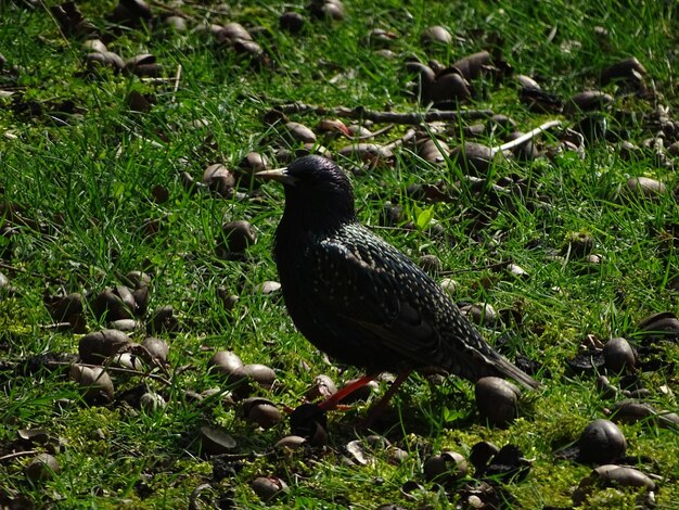 Full length of bird on grass