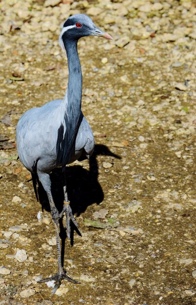 Foto lunghezza intera di un uccello