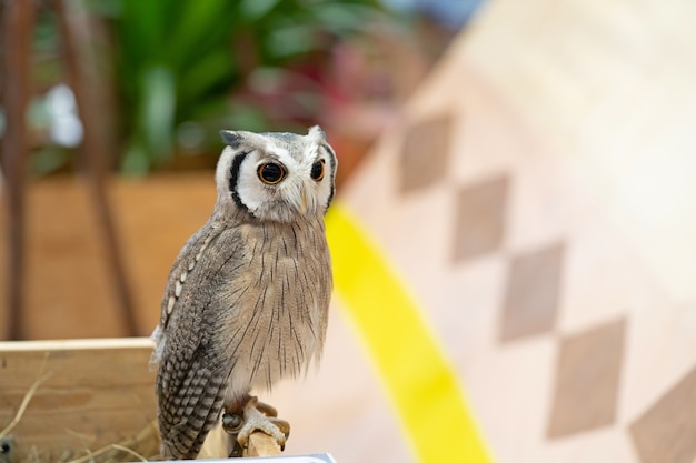 Photo full length body white-faced scops owl portrait.