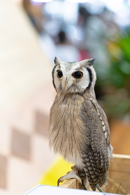 Photo full length body white-faced scops owl portrait.