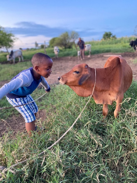 Full length of boy playing with cow calf at farm