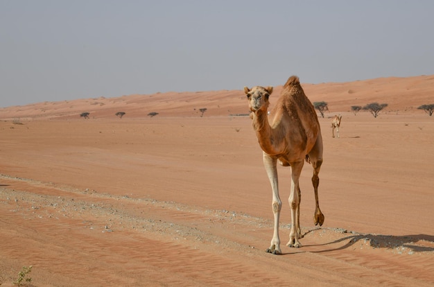 Foto camelli a tutta lunghezza che camminano nel deserto contro un cielo limpido