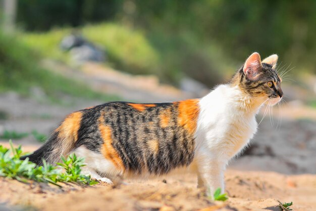 Foto lunghezza intera di un gatto sul campo