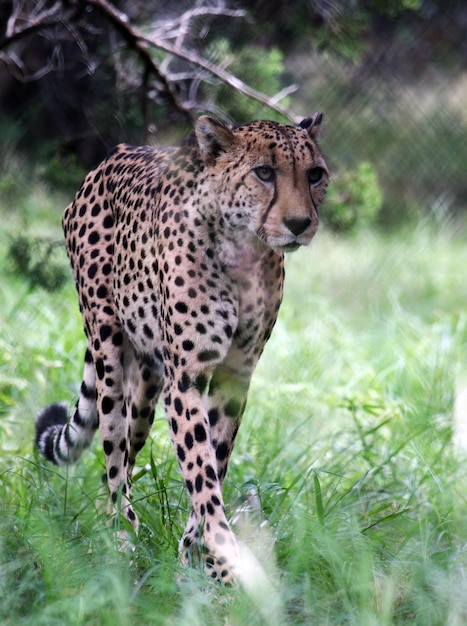 Full length of a cat on field