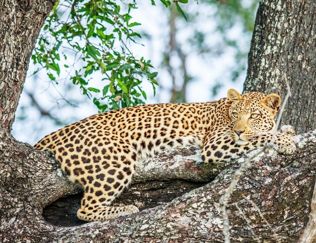 Photo full length of a cat on tree trunk