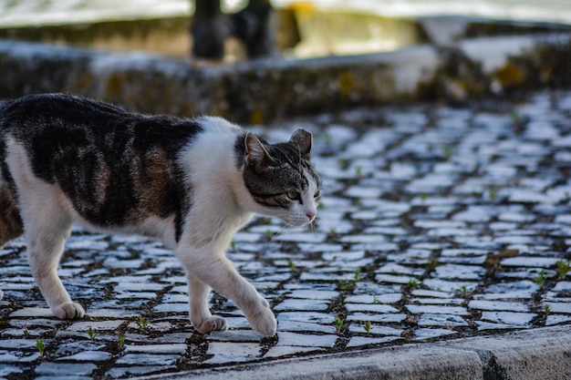 Photo full length of a cat walking