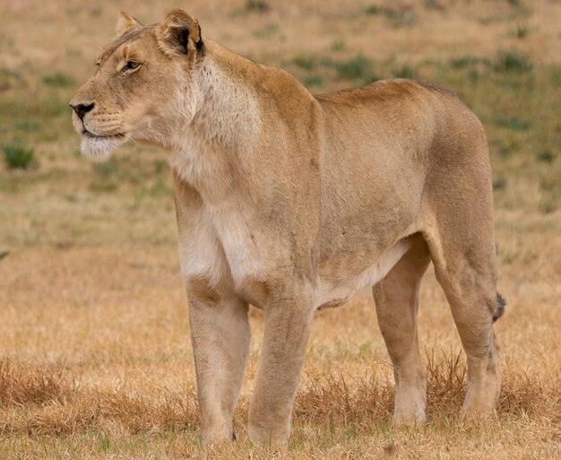 Photo full length of a cat