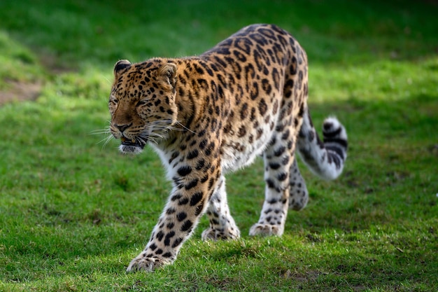 Full length of a cat