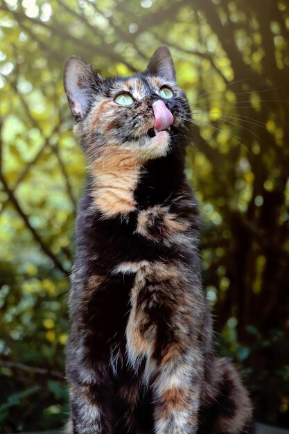 Foto lunghezza completa di un gatto