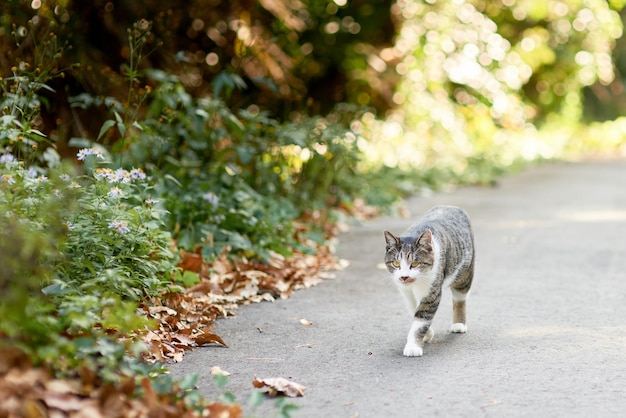 Foto lunghezza completa di un gatto