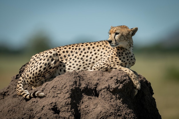 Foto cheetah a tutta lunghezza seduto su una roccia