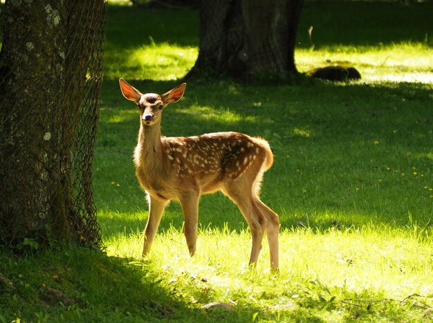 Photo full length of a deer on field